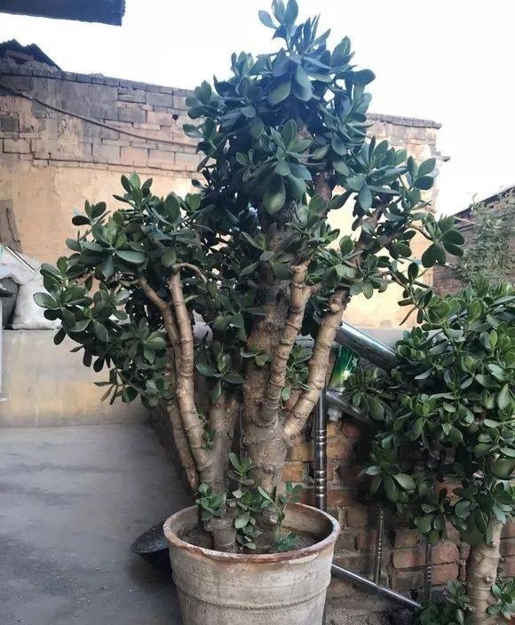 老桩|10月玉树“剪光头”,20天冒出“一堆”新芽,变成老桩超漂亮