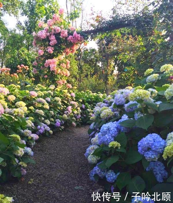 养花有3个“讲究”,执行到位,家里院子和露台“美如仙境”!