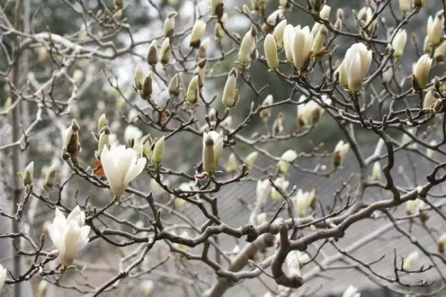 玉 兰 花 颜