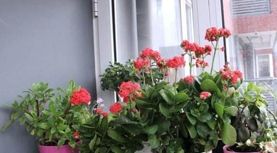 长寿花，夏季不做“2件事”，根不烂，叶不黄，侧芽长不停