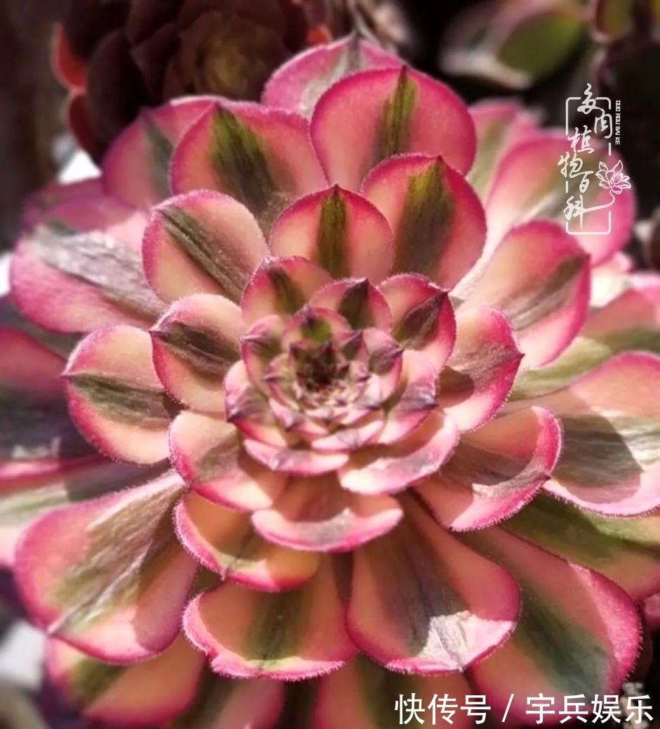 多肉植物|养多肉三年多九万里悟道,终归诗酒田园!