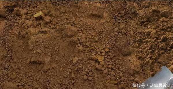  杜鹃|杜鹃、茶花、栀子花总也养不好，原来问题出在这