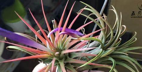 养花试试这几款，颜值高，寓意好，非常适合摆放在客厅或书房