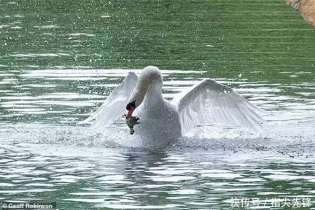 剑桥|剑桥“水怪”!揍人打狗未逢敌手?这么嚣张居然是女王给ta撑腰