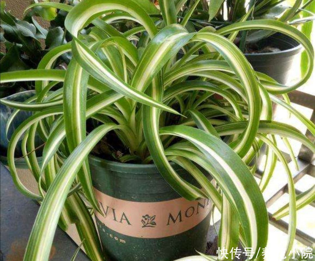 珍珠吊兰|4种花都叫吊兰,形态各不相同,你喜欢养哪一种呢?