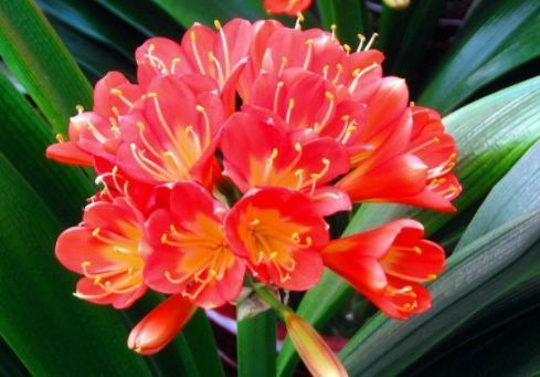 喜欢花，不妨养些这种花，非常适合阳台养，开花就爆盆