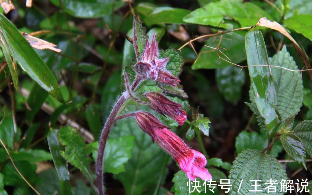 养血|想要补血气怎么办?中医告诉你:这些中药或可助你一臂之力