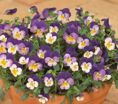 别再养绿萝了,试着养4种花,花叶俱美,四季开花,新手也会养