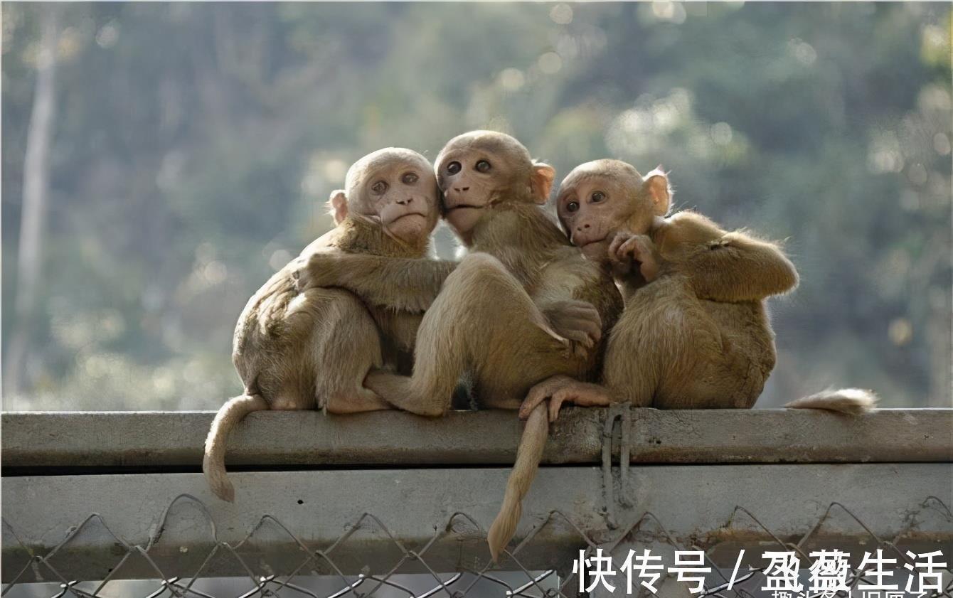 中华武术|三个身高不到1米6的矮子,却是名震江湖的武林高手,为何会这样