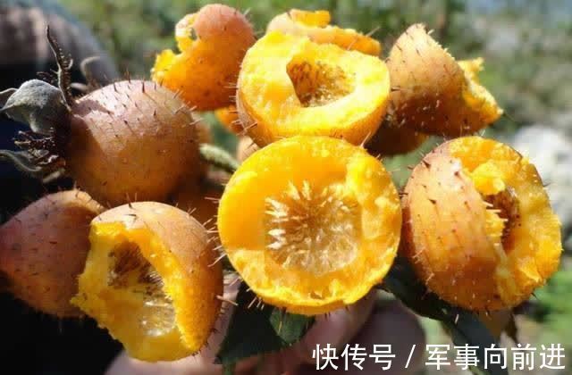 营养物质|适合女性吃的三种食物,营养丰富,延缓衰老,早吃早健康!