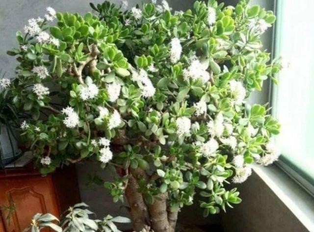 养护|2种常见的花卉,养护起来简单省心,摆放在家里漂亮又美观