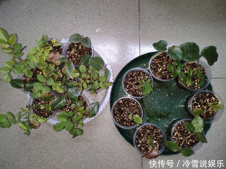 扦插月季，就选“1种”枝条，生根快、易成活，30天成为月季大户