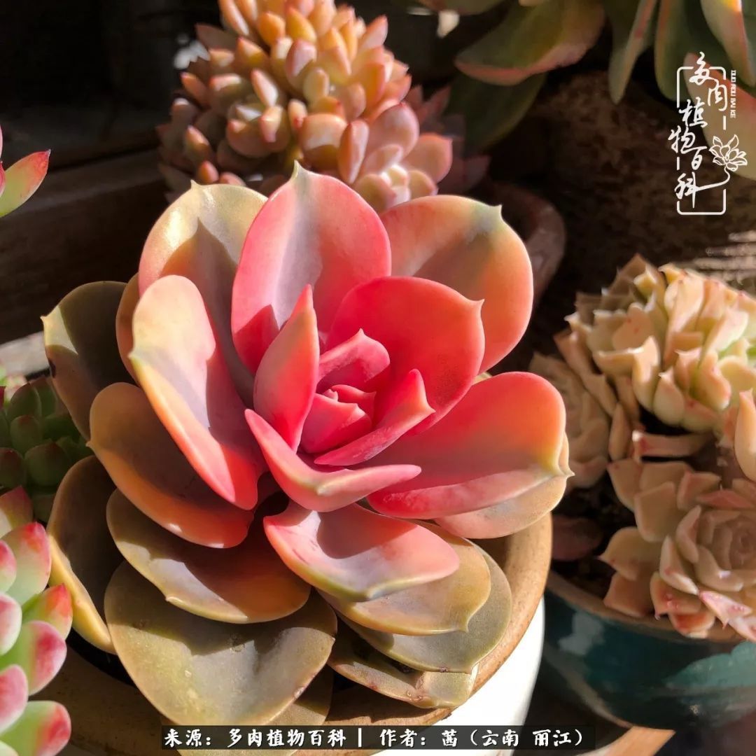 一年四季不同景,一院多肉陪我后半生!