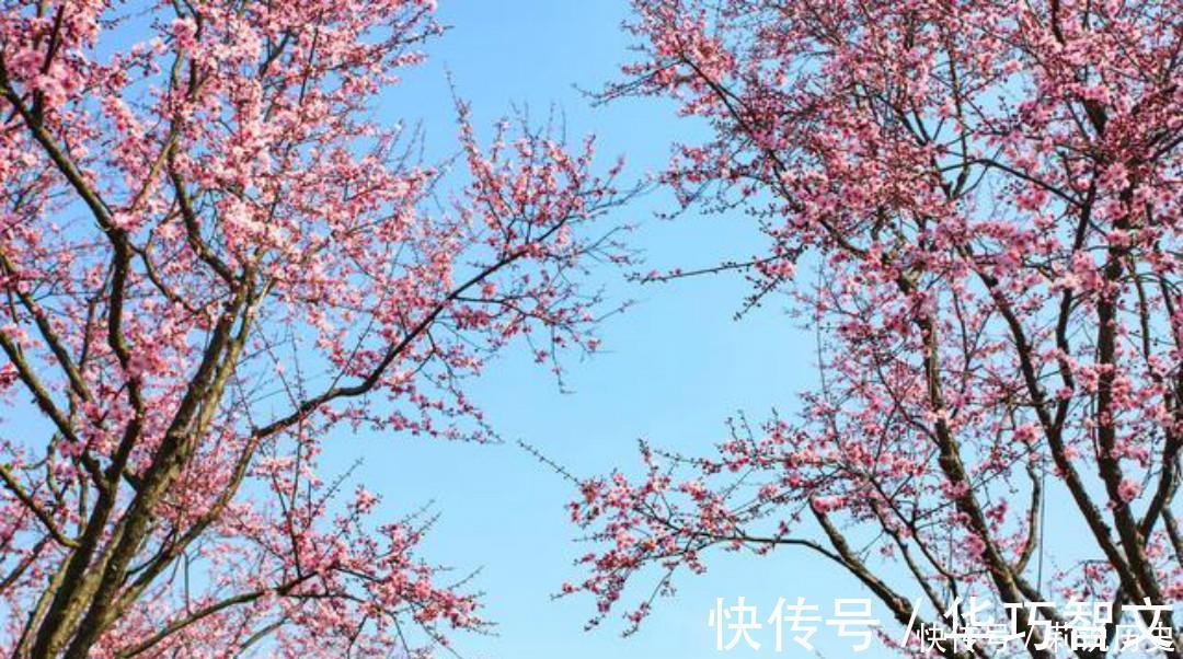 小溪$杨万里一首有趣的咏梅诗,开篇就显得与众不同,结尾则是千古名句