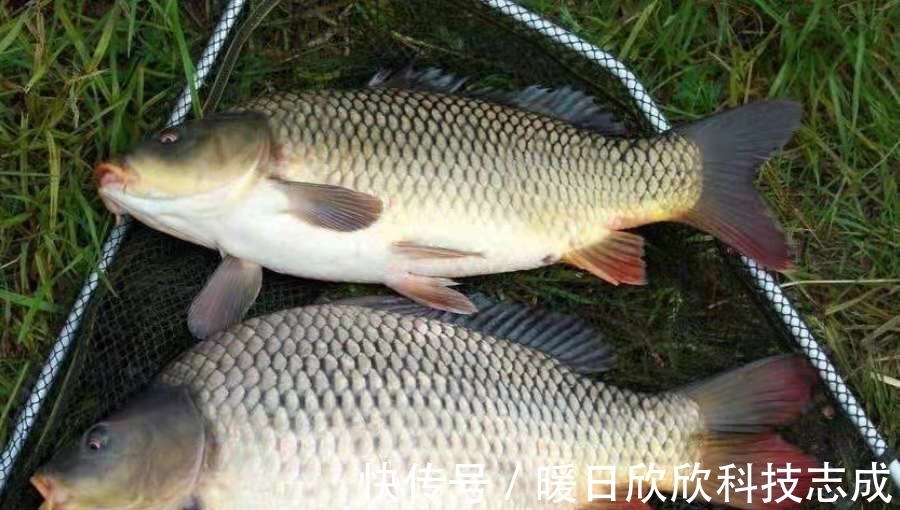 夏天|夏天一到，鲤鱼只要按我说的钓，隔三五天就想钓一钓，切记别透露