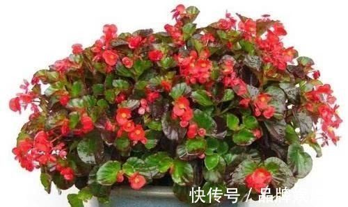 中性脂肪|别再买花肥了，1颗鸡蛋就能全“搞定”，养花轻松变“花海”，养啥都旺