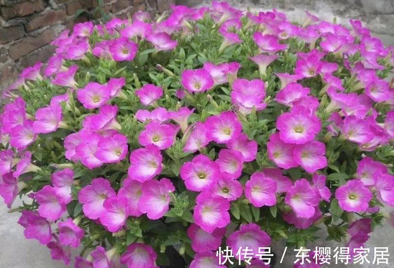 嗖嗖|家庭养矮牵牛,抓住这3要点,植株不徒长,嗖嗖开爆盆a