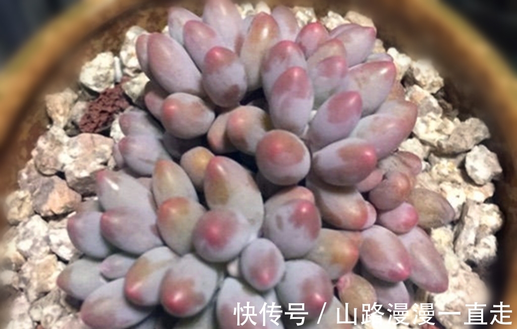 6种多肉养护用点小技巧,一年就会爆出很多头,长成手捧花超美