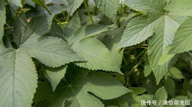 葎草|农村地里一种常见野草,是治“皮肤瘙痒”的好药,一涂很快就见效