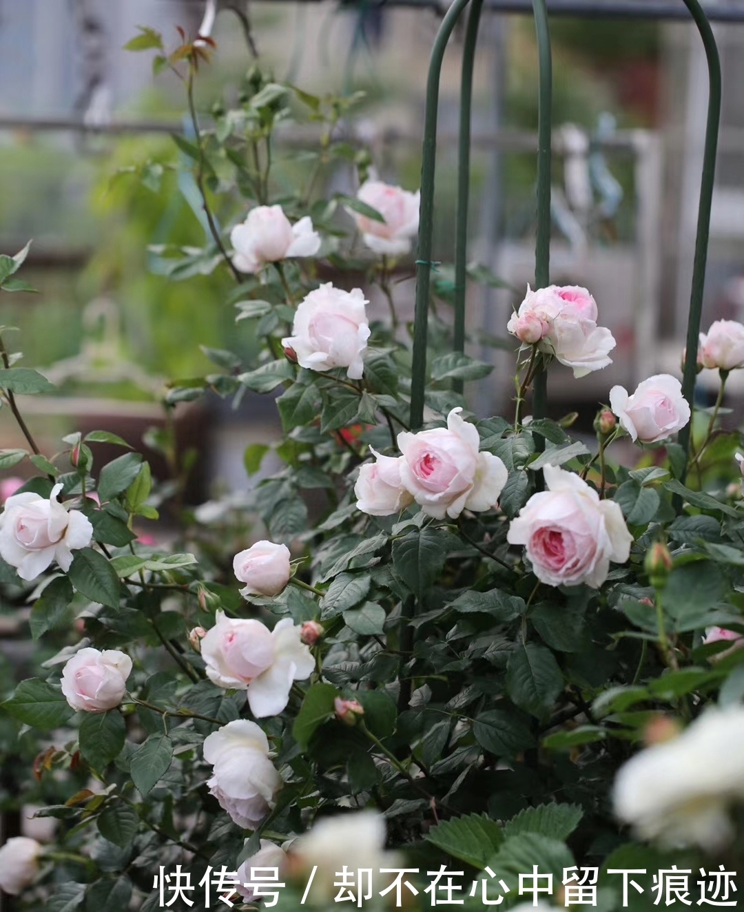 月季吃奶小苗,冬季要不要修剪?怎么剪?