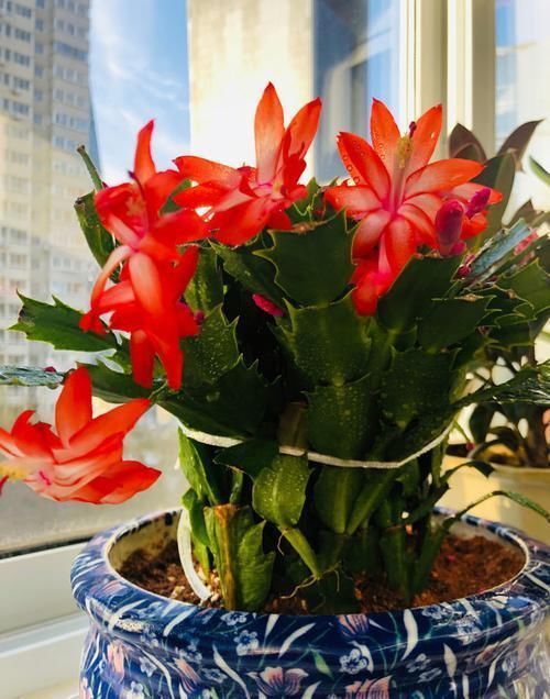 新手养花,不如养5盆“花中精品”,花开艳丽多姿,美艳可人