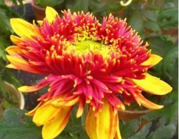 喜欢菊花，不如养盆“珍奇名菊”金托桂，似孔雀，花开四方