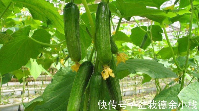 排毒|夏季多吃此物,可以排毒通便养护肌肤,更能增强免疫力