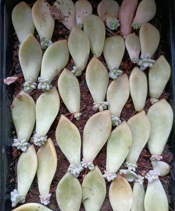 多肉|五月六月别忘了“叶插多肉”,生根快长得快,又萌又多成功率高