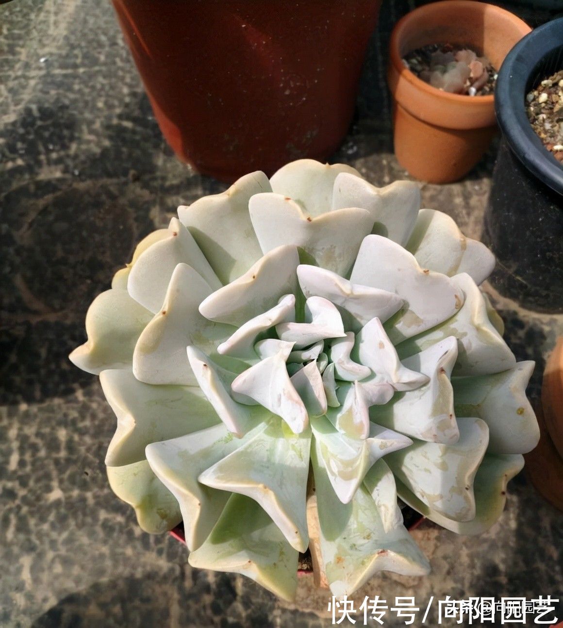 多肉|多肉烂根真是怕了，如何是好？换成全颗粒，没有土就不烂根