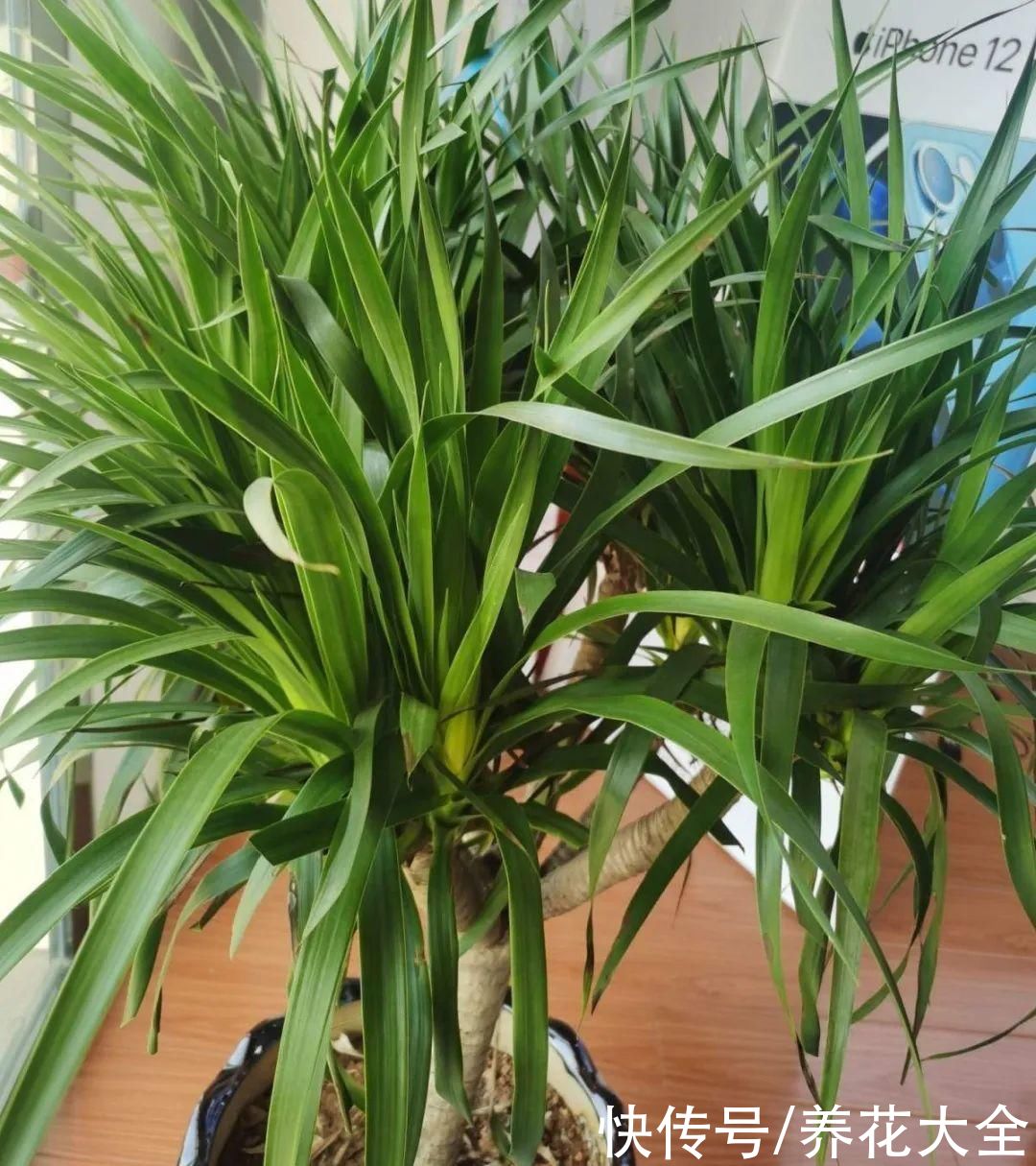 7种花，现在要砍头，冲天炮变成爆炸头