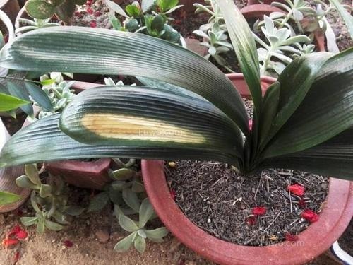 生龙活虎|花晒伤咋整几个方面必须注意,两天就能重新生龙活虎!