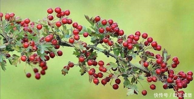 经常吃点这些“血管清道夫”食物，保证血管不堵塞，血液不粘稠