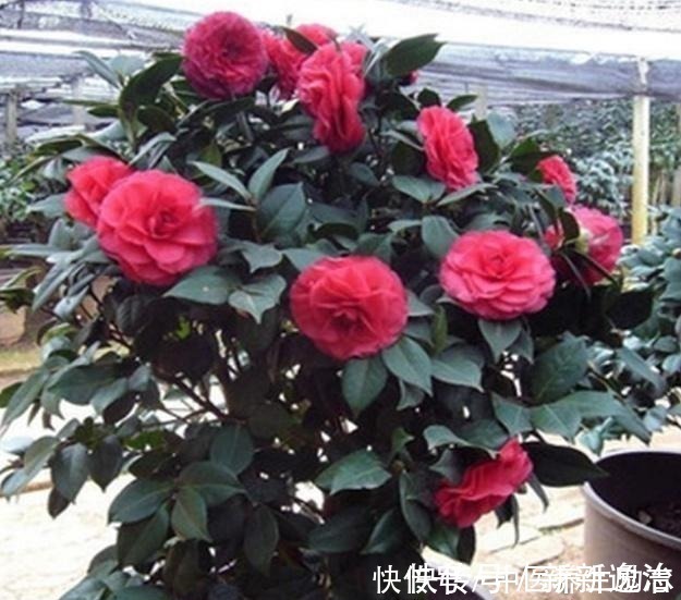 复合肥|养花必备“3种肥”,啥花都能用,每月花盆撒一点,嗖嗖爆盆!