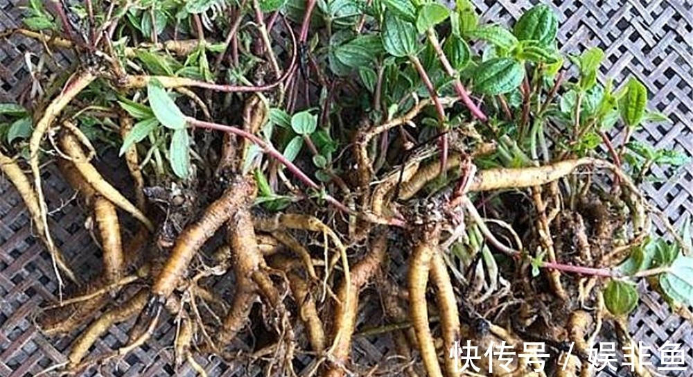 生肌藤|根茎酷似人参，俗称“生肌藤”，拔脓效果极佳，万不可错过的野草