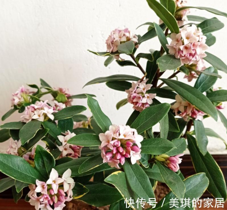 5种“富贵花”，客厅养一盆，贵气又吉利，有钱人家都爱养