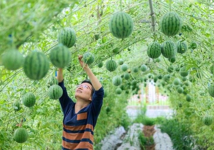 夏天|夏天少不了“吃瓜”的诱惑，西瓜还有这个妙用？