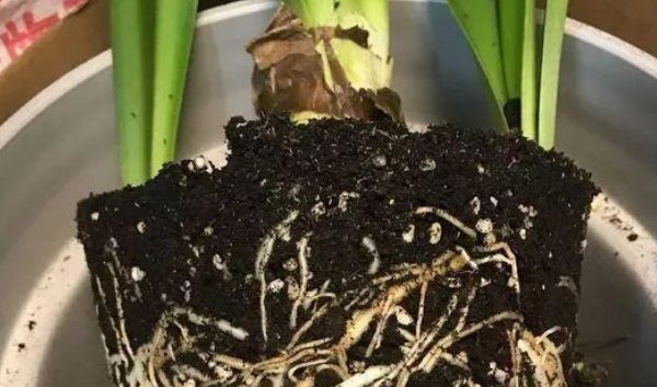 换盆时机到了，家中有此6种花的，再慢一步植物都会“活不长”