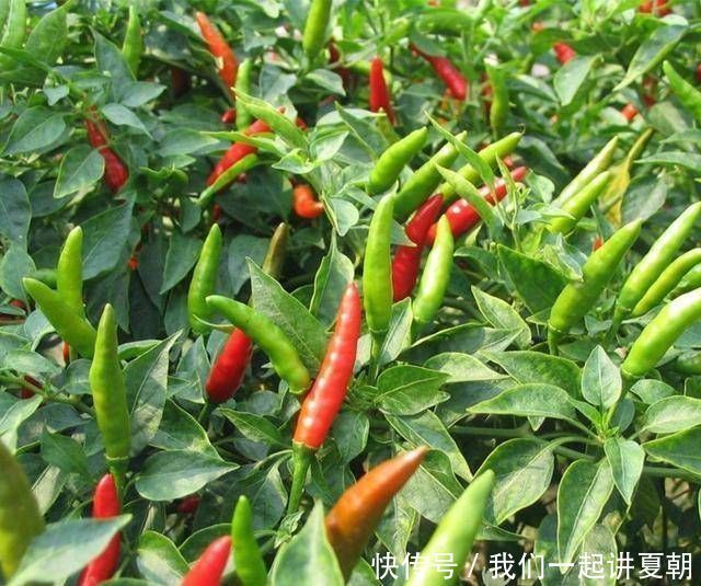 阳台很容易使用，种一盆辣椒，按照四个步骤做盆景，既漂亮又美味