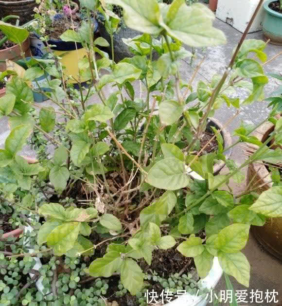 花土|家庭养茉莉花,少浇水,太阳光照要充足,开花才会更多