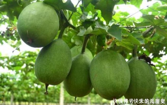 咳嗽老是不好多用一果泡水,坚持7天,止咳化痰,一整年不生病