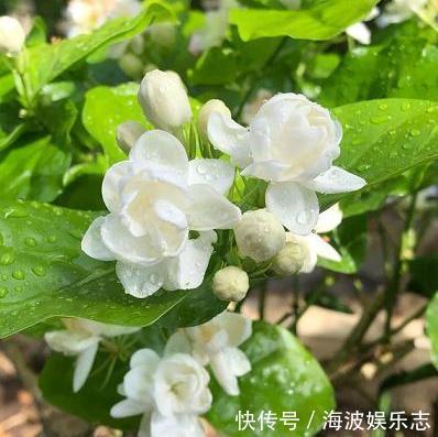 茉莉花|茉莉花落叶“光秃秃”，及时处理，起死回生，恢复枝繁叶茂