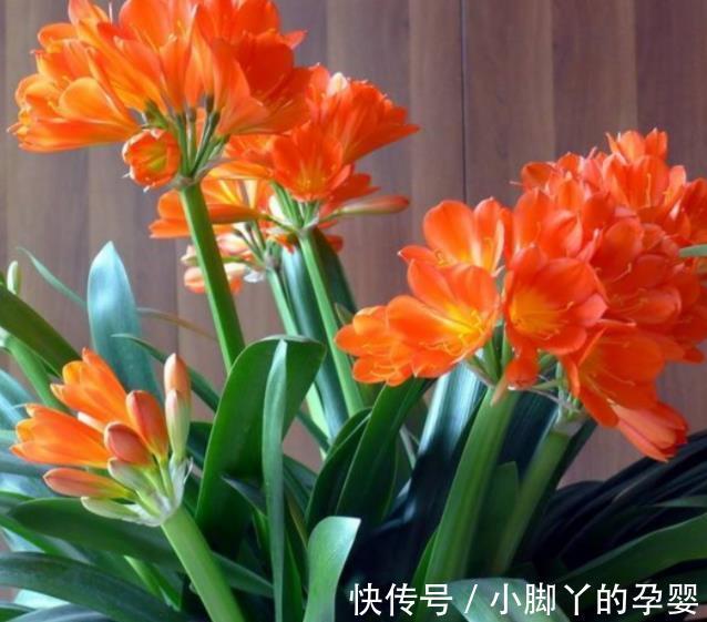 秋冬养君子兰，经常做4件事，叶大油绿开花美，开完一茬又一茬
