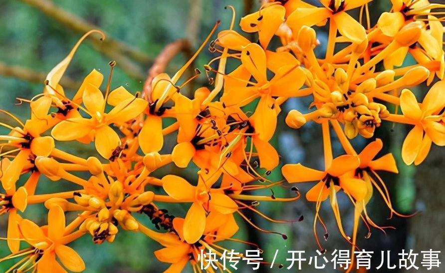 名字好听的15种花,你见过几个