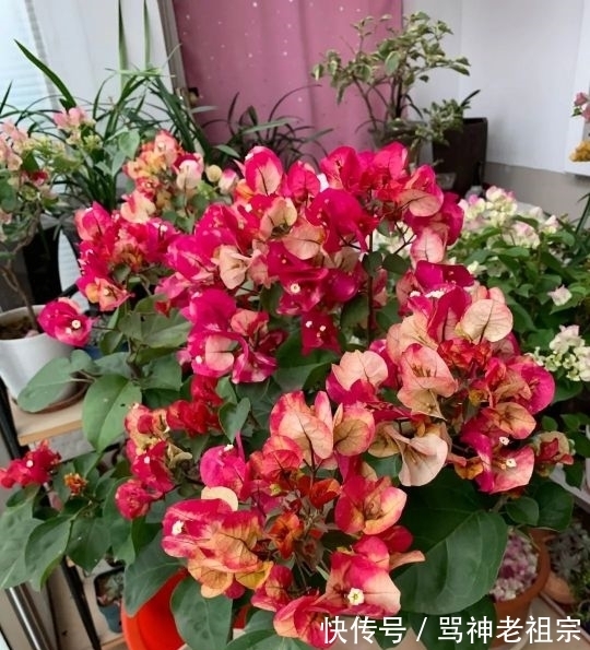 爆盆|两种“促花水”,给三角梅、蟹爪兰用一勺,开花爆盆,又美又仙