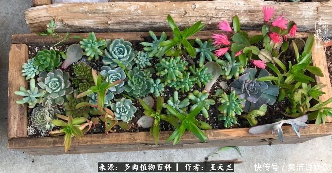 多肉遇上枯木木花盆,姑娘自己造!