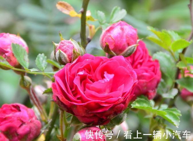 施肥|养月季花不会施肥,根据季节施好肥,生长旺盛花大又鲜艳