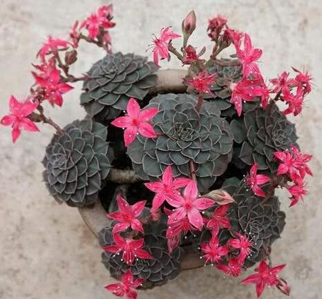 家养一种“莲”,叶片如莲座,花开“红似火”,日日赏花不停歇