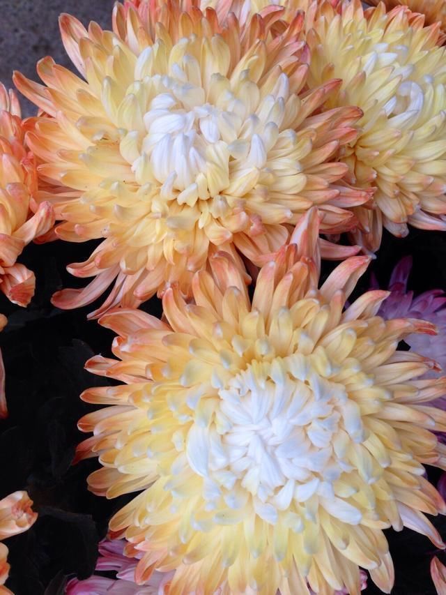 与梦得沽酒闲饮且约后期&白居易公然炫富的一首诗,写富裕的养老生活,短短8句太让人羡慕