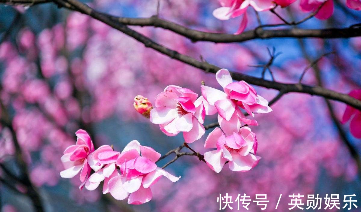 分泌物|鼻炎患者眼中最漂亮的小花，和鸡蛋一起吃，鼻炎不再来