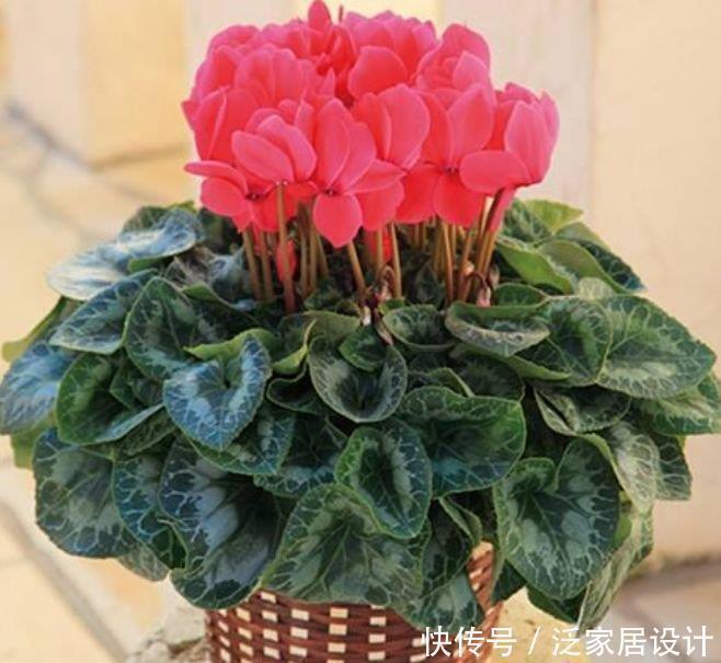 兰中皇后|养花就养4种花,家里养一盆,开花漂亮花期长,一开就是200天